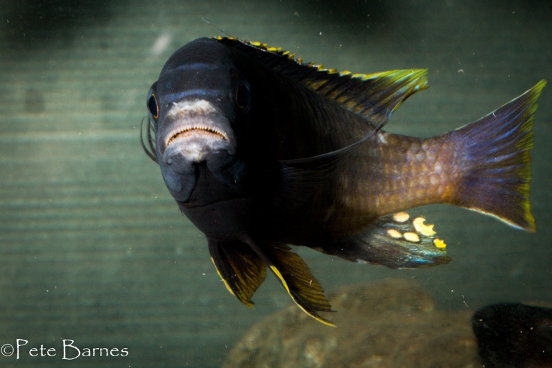 Gephyrochromis sp. 'sand' Londo
